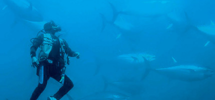 挑战　蓝鳍金枪鱼全人工养殖项目